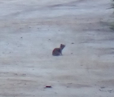 iNaturalist observation photo of California Ground Squirrel