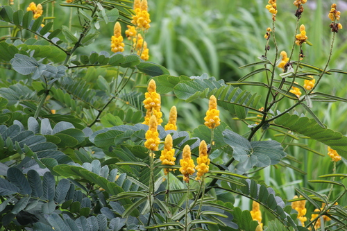Senna alata