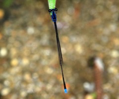 Prodasineura laidlawii