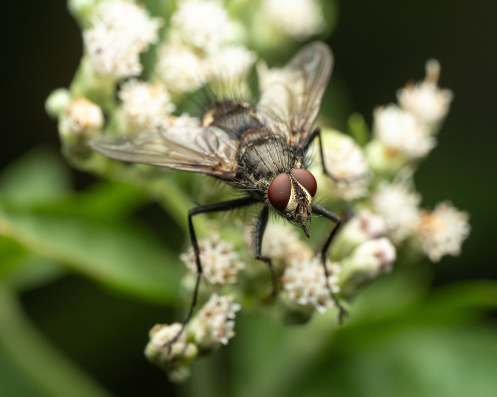 Ptilodexia harpasa