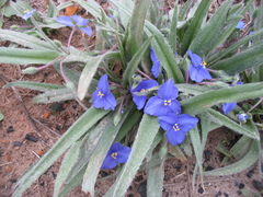 Tradescantia subacaulis