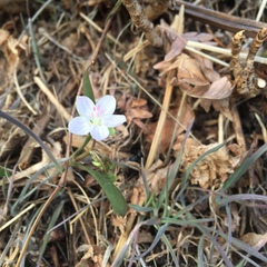 Claytonia rosea