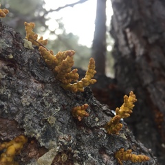 Arceuthobium vaginatum cryptopodum