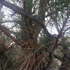 Arceuthobium vaginatum cryptopodum