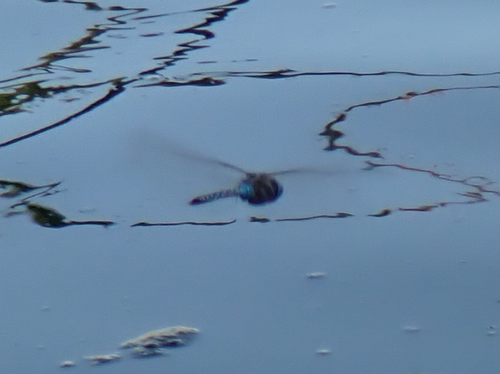 iNaturalist observation photo of Blue-eyed Darner