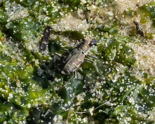 Bronzed Tiger Beetle photo 5