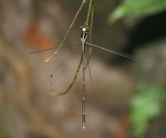 Drepanosticta sharpi