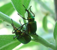 Byctiscus populi