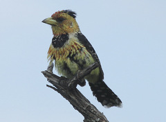 Trachyphonus vaillantii vaillantii