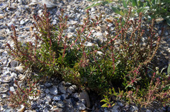 Threlkeldia diffusa
