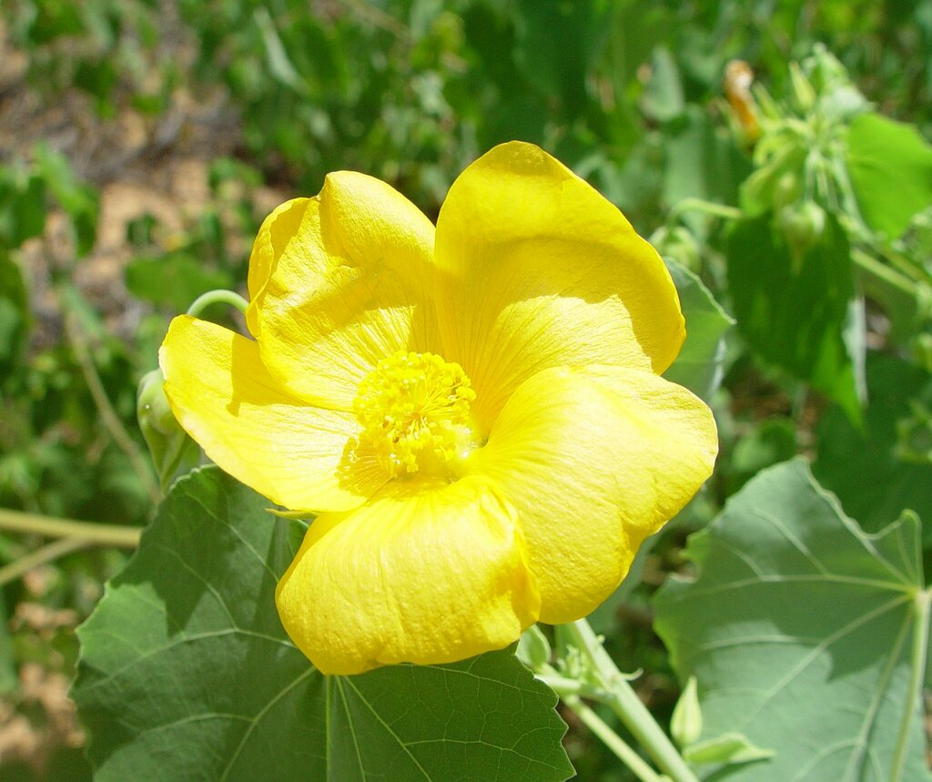 Abutilon australiense