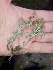 Gamochaeta calviceps