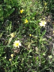 Thelesperma filifolium