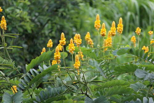 Senna alata
