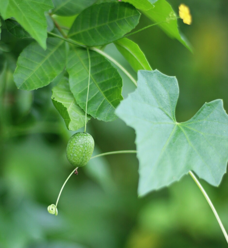 creeping-cucumber-from-wesley-chapel-fl-usa-on-september-19-2023-at