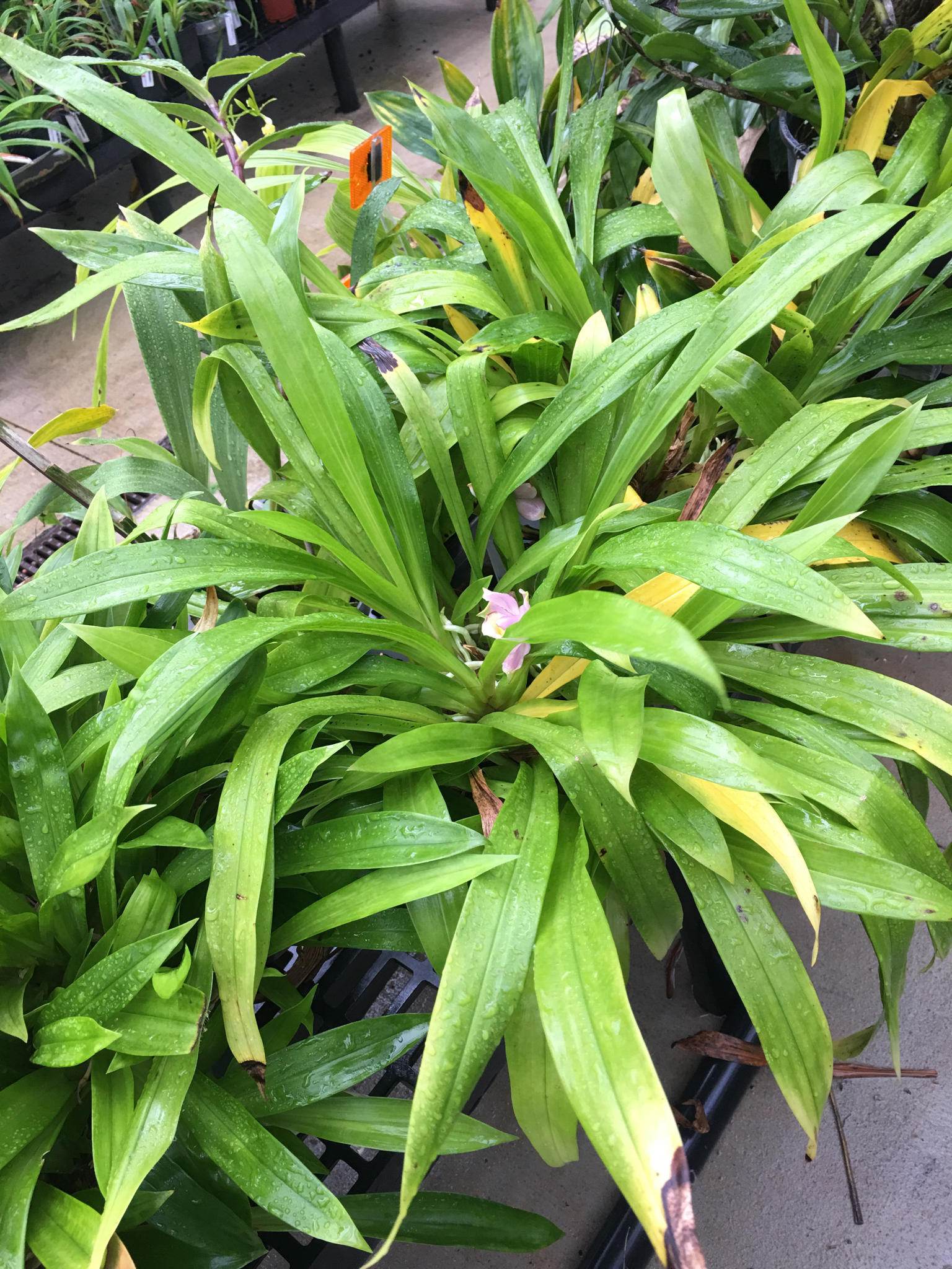 Bollea ecuadorana Dodson 2