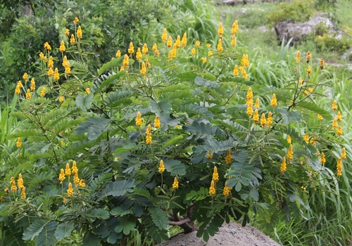 Senna alata