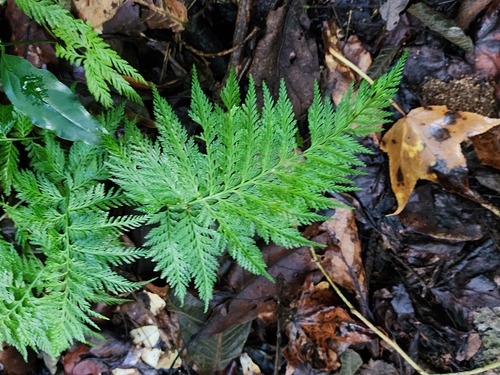 Abrodictyum rigidum observed 2023-09-12