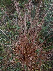Juncus planifolius