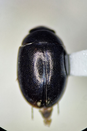 Loitering Water Scavenger Beetle