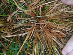 Juncus planifolius