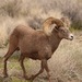 Bighorn Sheep - Photo (c) lonnyholmes, some rights reserved (CC BY-NC)