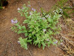 Solanum umbelliferum