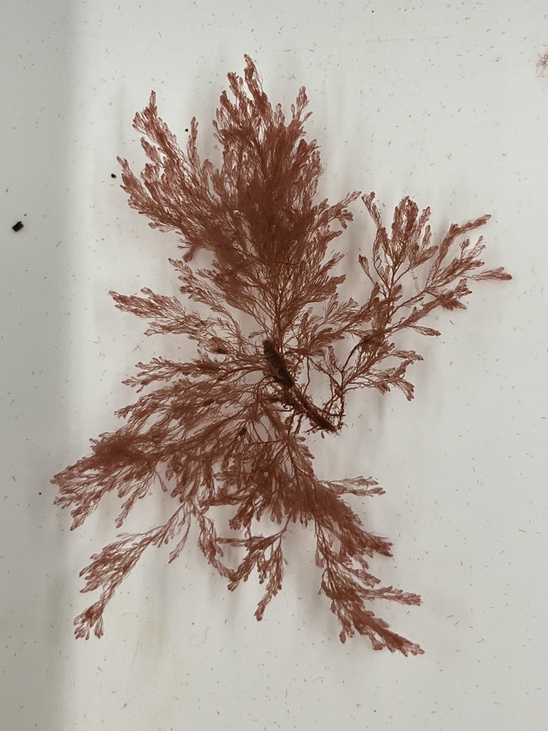 Pleonosporium novae-angliae
