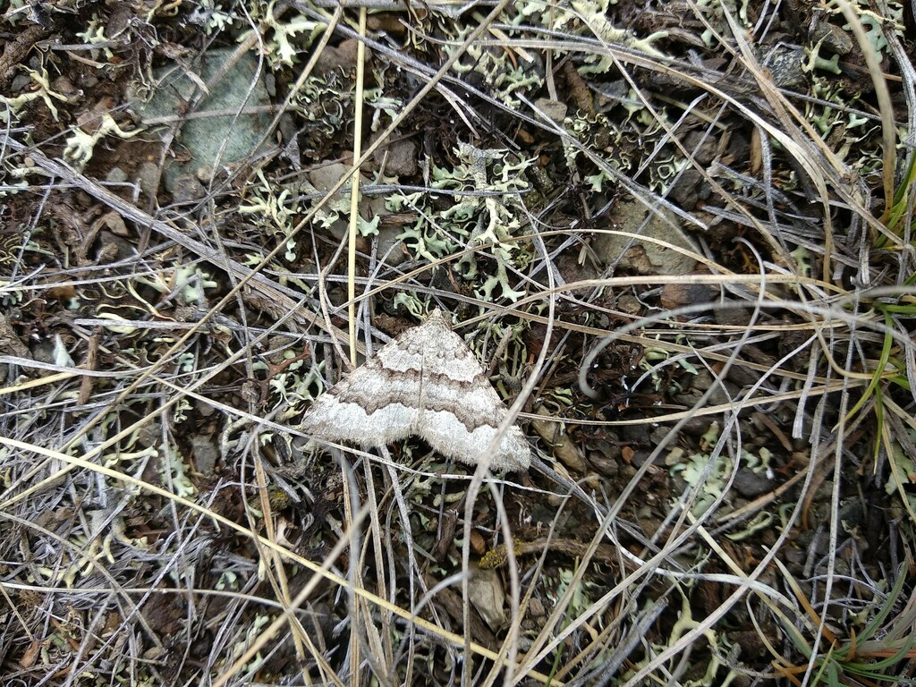 Scotopteryx burgaria