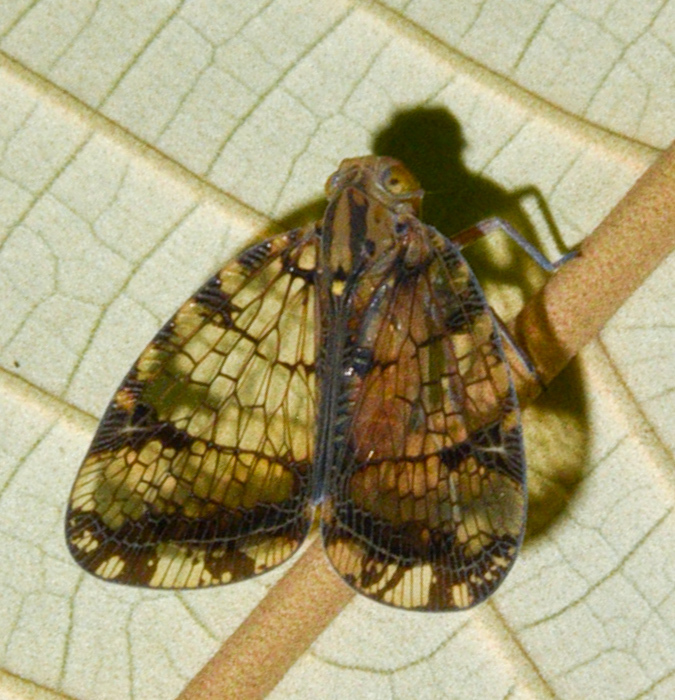 Biolleyana pictifrons
