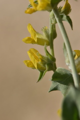 Anthyllis cytisoides