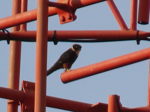 Bat Falcon