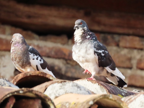 Feral Pigeon
