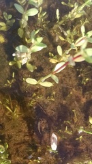 Branchinecta sandiegonensis