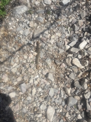 Scolopendra polymorpha