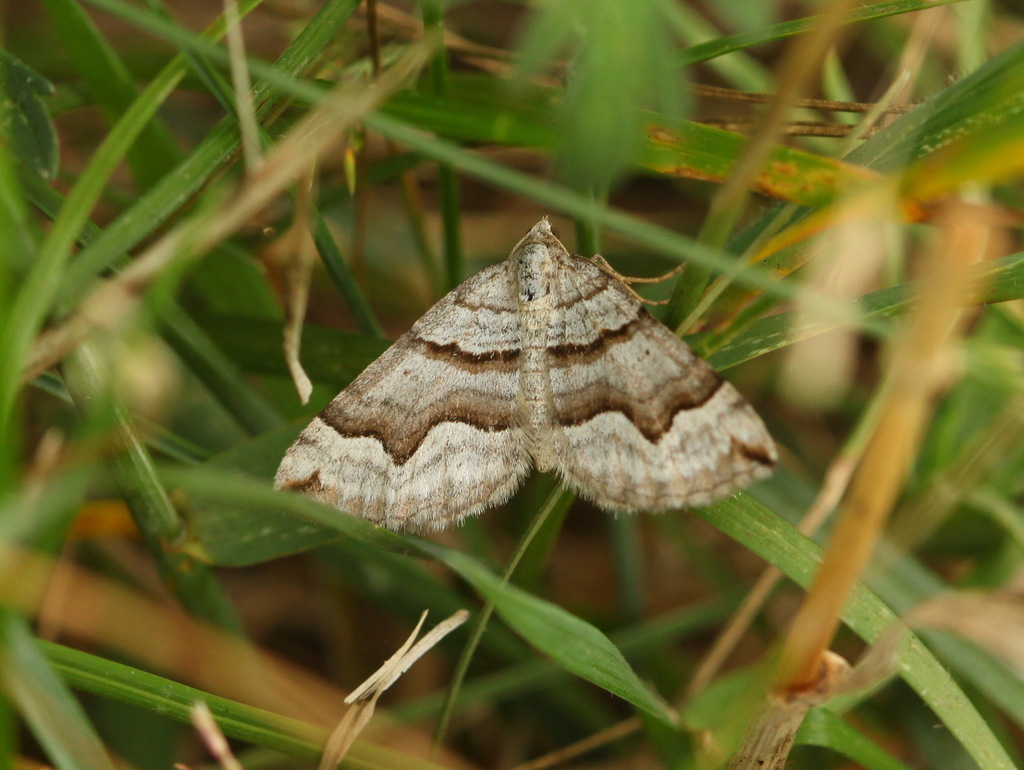 Scotopteryx transbaicalica