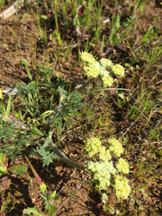Lomatium dasycarpum