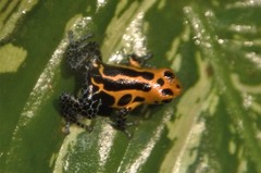Ranitomeya imitator