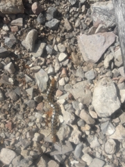 Scolopendra polymorpha