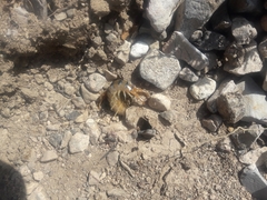 Scolopendra polymorpha