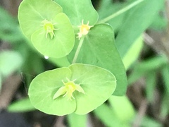 Euphorbia greggii