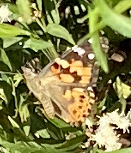 iNaturalist observation photo of Painted Lady