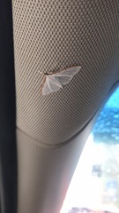 Palpita nigropunctalis