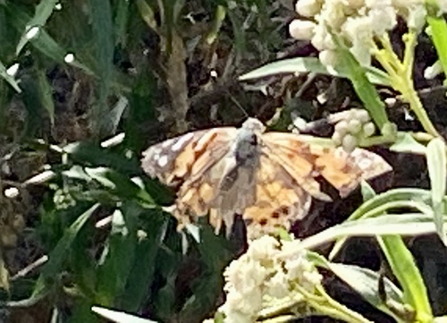 iNaturalist observation photo of Painted Lady