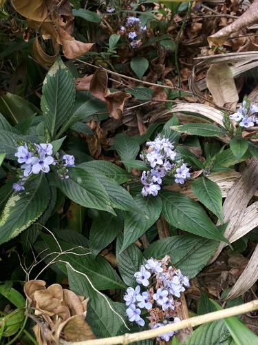 Image of Eranthemum pulchellum by (c) naturewatchwidow, some rights reserved (CC BY)