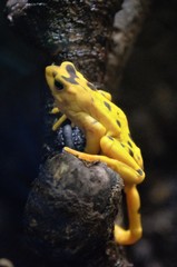 Atelopus zeteki