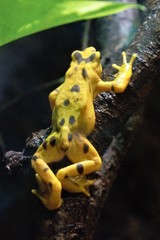 Atelopus zeteki