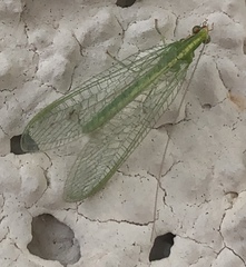 Chrysoperla
