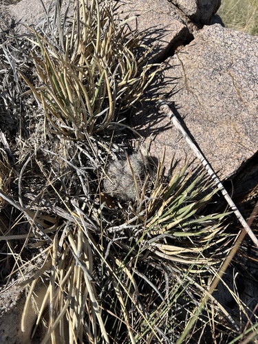Agave schottii