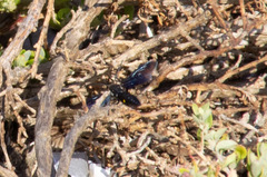 Laeviscolia frontalis